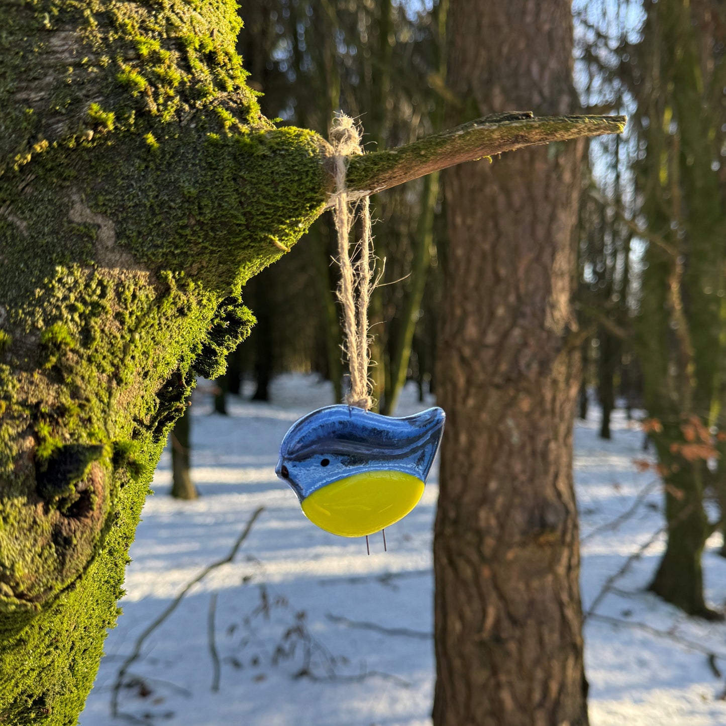 Blue Tit